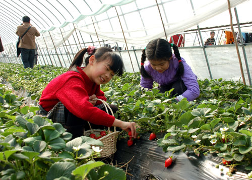 淄博哪里油菜花好看？周村油菜花基地@张店油菜花【推荐】《孝妇河》