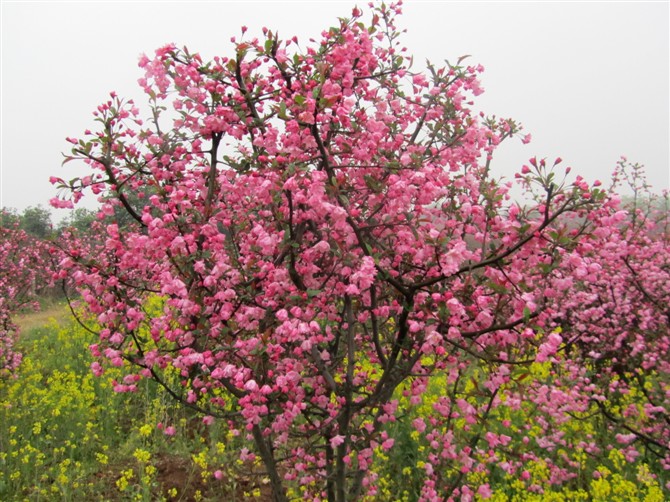 樱花批发价格，【推荐】青州樱花苗木基地-建明花卉苗木