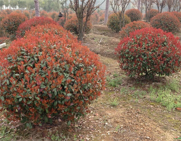 “紅葉石楠球批發(fā)”紅葉石楠球價(jià)格//青州建明花卉