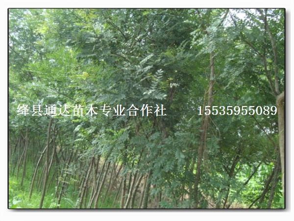 供應國槐小苗 大規格國槐樹 山西國槐基地 國槐價格 哪里有大國槐