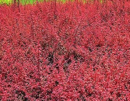 【易成活】（山東水生鳶尾）-（水生美人蕉價格）-（山東木質(zhì)花盆）