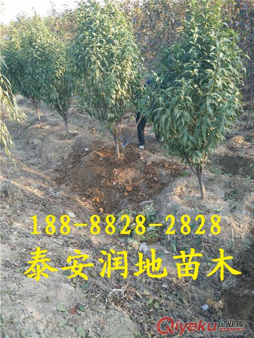 山東龍柱碧桃基地/紅葉碧桃/菊花碧桃價(jià)格/泰安照手桃