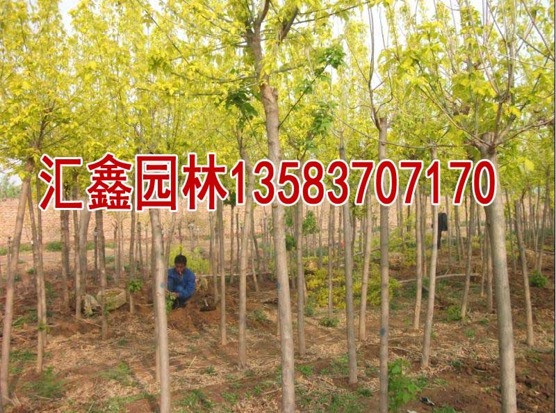 20公分白蜡|1公分白蜡苗圃