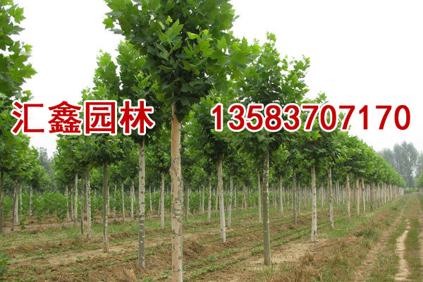 6公分白蠟|13公分白蠟價格