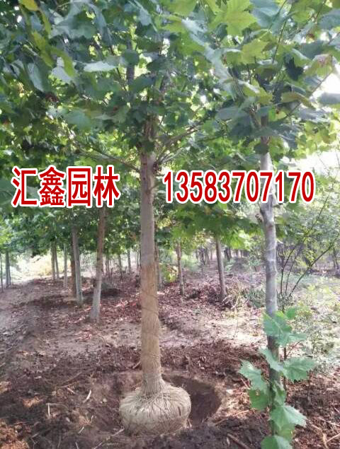 19公分法桐|11公分法桐基地