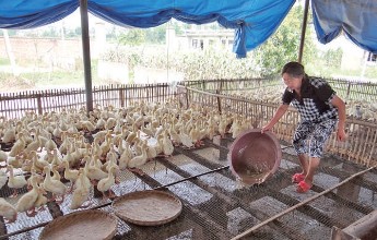 上海鸭子养殖技术加盟 上海鸭子养殖大棚价格 贺伟供