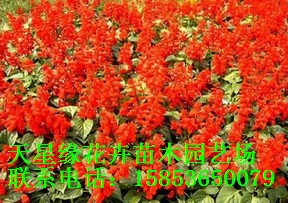 【低價】一串紅《彩葉草》矮牽?；?/></div>
                    
                </div>
                 <div   id=