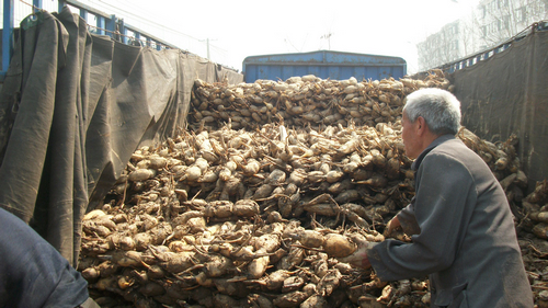 珍湖蓮藕種苗批發(fā) 廣東蓮藕種植基地 湖北優(yōu)質(zhì)藕種出售