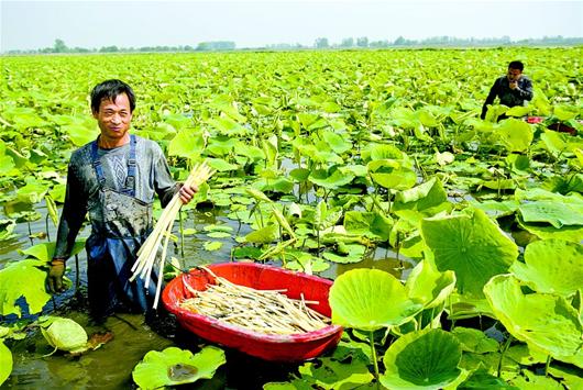 珍湖蓮藕種苗批發 武漢蓮藕種植基地 湖北優質藕種出售