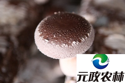 香菇批發(fā)商|元政農林|香菇專業(yè)出口生產廠家