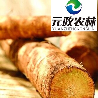 牛蒡供應(yīng)|元政農(nóng)林|牛蒡?qū)I(yè)出口生產(chǎn)廠家