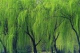 側(cè)柏苗