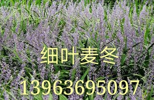 ~~【(濰坊)哪里的馬鞭草便宜?[日照、濟(jì)寧]馬鞭草，來永嘉！】