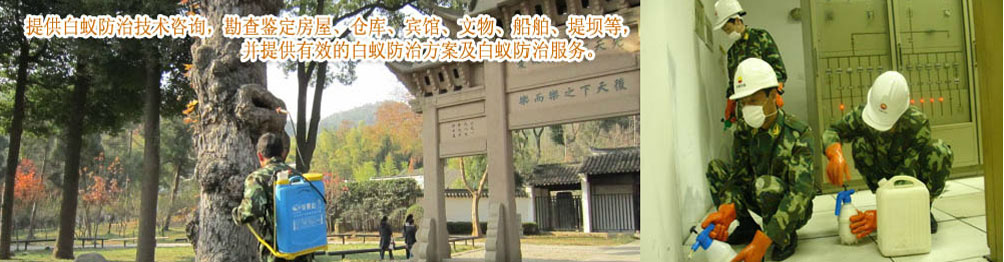 中山市白蟻 中山白蟻防治所