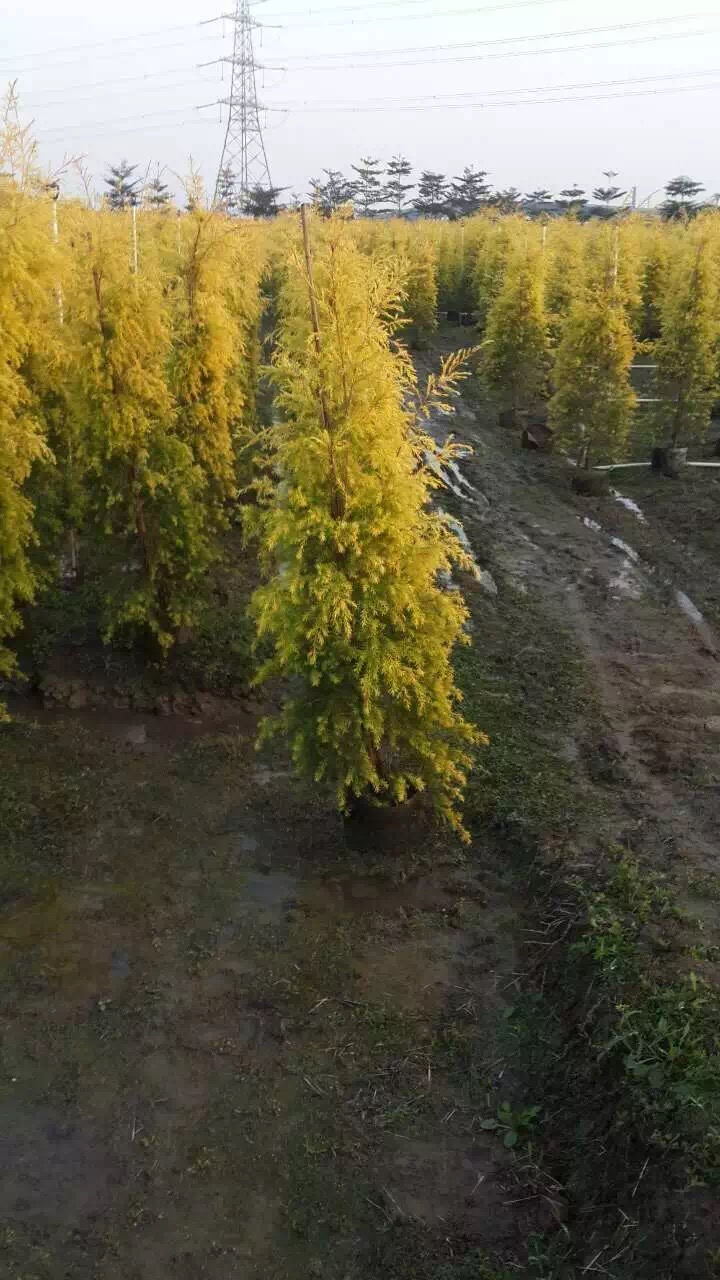 大量出售福建棕櫚樹：苗木種子批發
