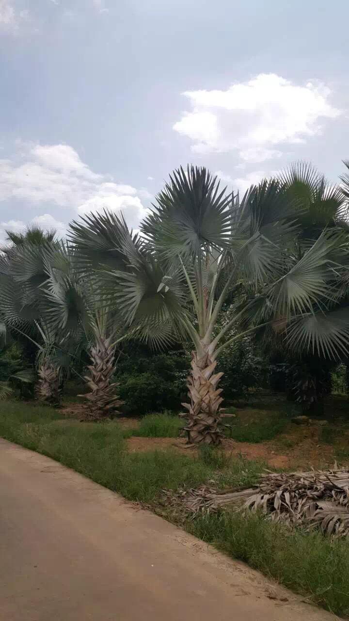 造型三角梅盛綠園藝——龍巖造型三角梅