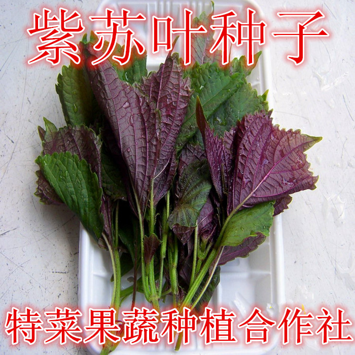 豆瓣菜種子