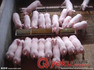 供應土雜豬母豬 