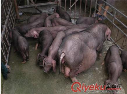 供應土雜豬母豬 