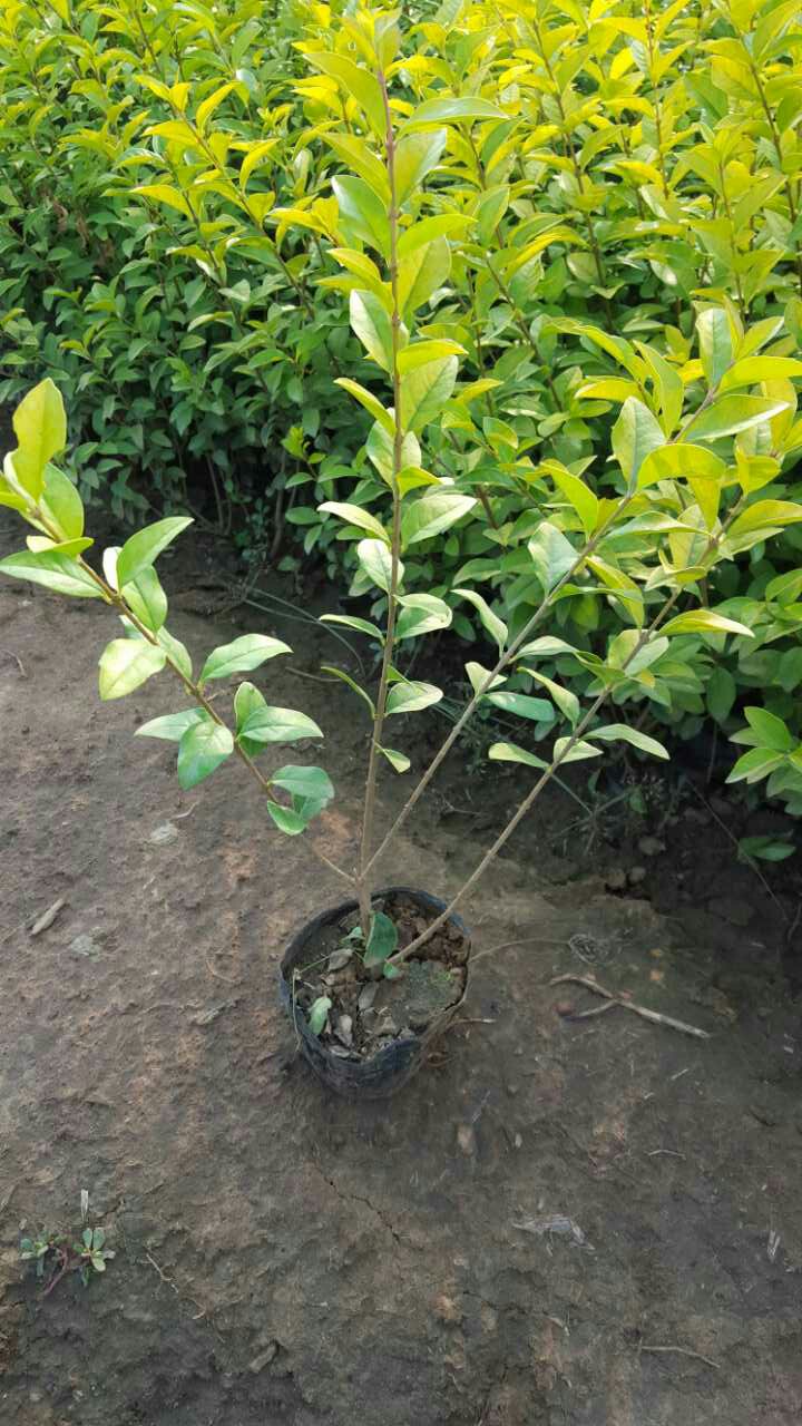 綠化苗木批發(fā)價格-綠化苗木批發(fā)基地-四季草花報價【10086個贊】