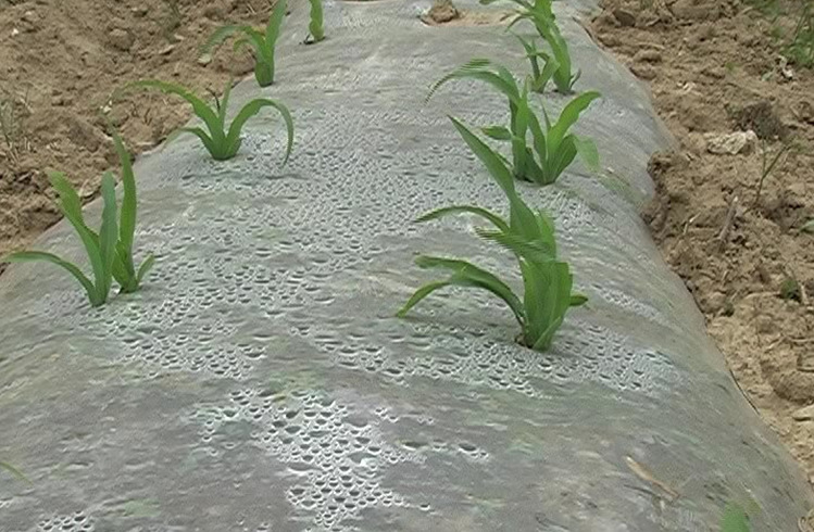 大棚無(wú)滴膜 優(yōu)質(zhì)大棚無(wú)滴膜生產(chǎn)商大棚無(wú)滴膜哪家好 國(guó)祥供