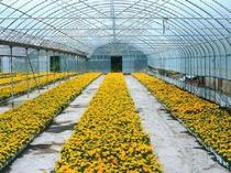 西瓜膜報價 西瓜膜報價行情 西瓜膜實時報價 國祥供