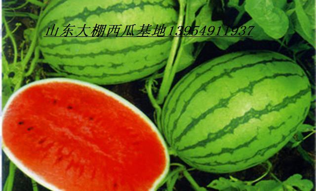 山東油桃供應油桃批發原始圖片2