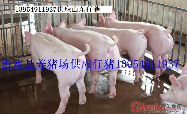 山東早熟水果早熟蘋果供應