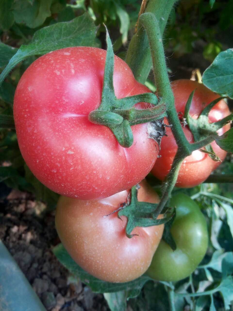 福建廈門哪家蔬菜種植基地好，蔬菜種植公司