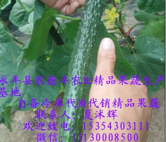無公害蔬菜種植批發|邯鄲專業的無公害蔬菜種植基地【推薦】