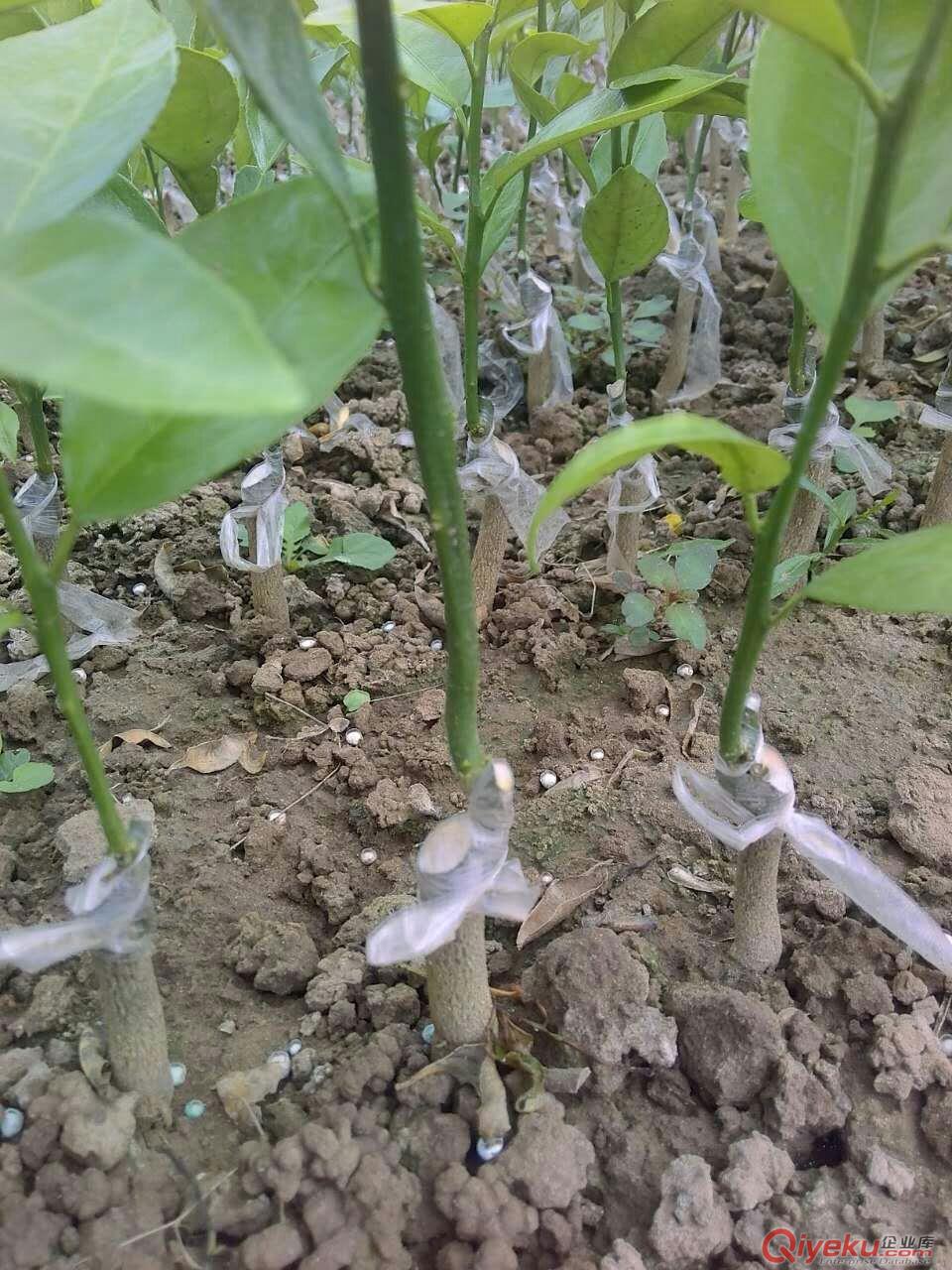 沃柑苗