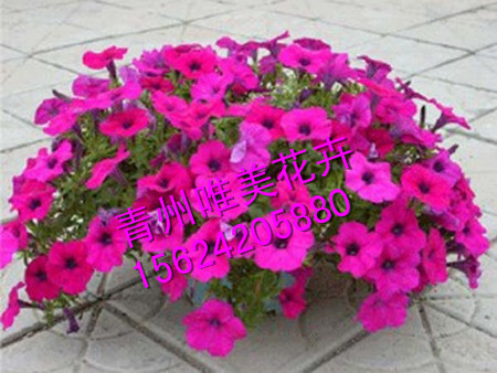 評(píng)論:【優(yōu)質(zhì)長(zhǎng)春花出售】（長(zhǎng)春花）供貨商、供應(yīng)商—【唯美】