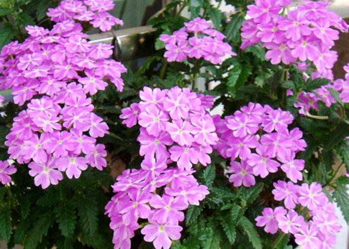 【選擇好花卉！】青州太陽花基地【濟南美人蕉批發(fā)】淄博四季海棠價格