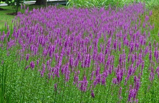 【get好花卉！】千屈菜批發(fā)價格【山東大花萱草基地】玉簪種植基地-春曉