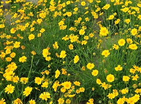 【薦-購花指南！】青州太陽花批發(fā)基地【濟南美人蕉】淄博四季海棠價格