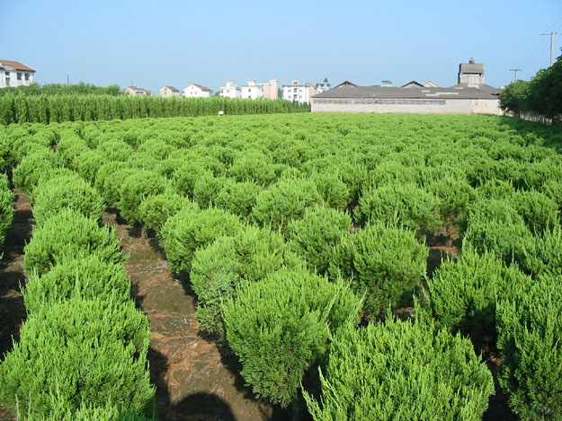 【蜀桧、荷花种植基地【金叶女贞批发】红叶小檗价格】-春晓