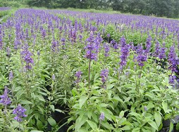 【四季如春！】四季美女櫻批發(fā)價格【醡漿草種植基地】醡漿草批發(fā)