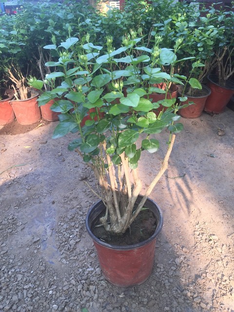 【推薦！】扶芳藤批發【扶芳藤批發商】扶芳藤種植基地//扶芳藤價格