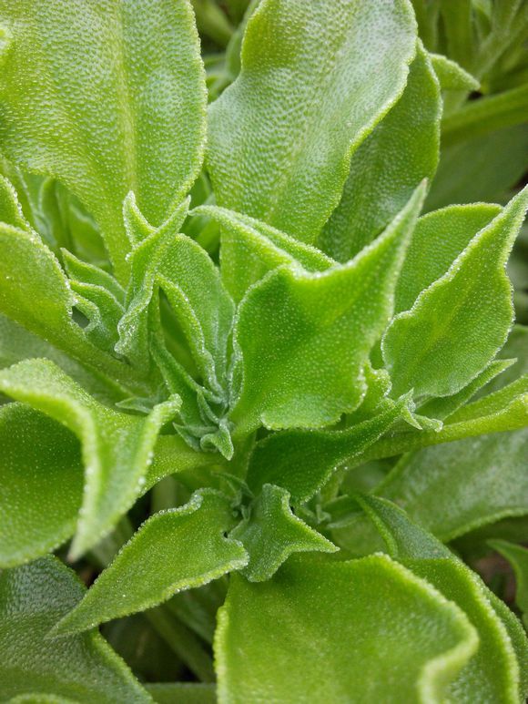 非洲冰草_冰菜_日本冰菜_冰花种子价格|非洲冰草_冰菜_日本冰菜