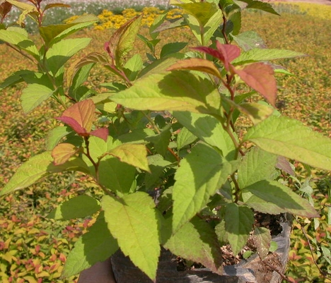 青州绣线菊，绣线菊直营基地，绣线菊特惠【新语】