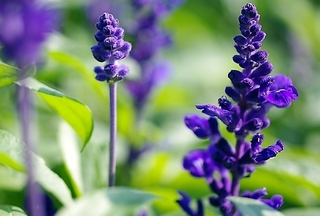 ￥【草花鼠尾草】，青州草花鼠尾草，鼠尾草直销