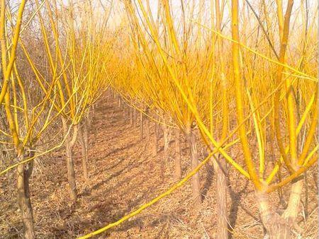 [龍山苗木]北海道黃楊品種優異：供應北海道黃楊