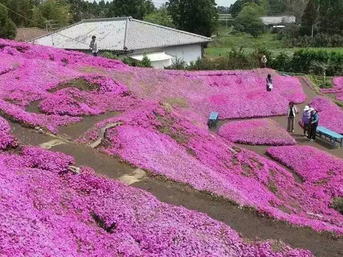 （山东芝樱）&（山东芝樱价格）&（山东芝樱基地）--双科