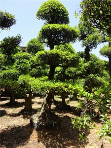 球型榕樹廠家直銷|品種好的球型榕樹推薦