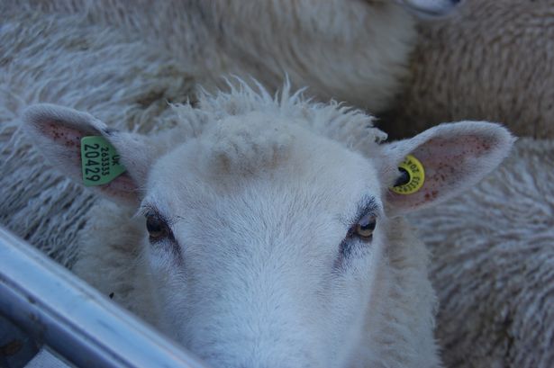 動物電子耳標 能繁母豬耳標 母豬保險耳標 畜牧電子耳標 肉豬電子耳標 RFID豬耳標原始圖片3