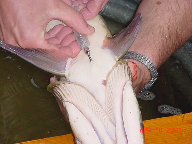 海洋魚類芯片標記 海洋魚類電子芯片 海洋魚類標識 海洋魚類體內標記 海洋魚類標記 海洋魚類芯片標志原始圖片2