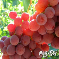 西域香妃上哪買比較實(shí)惠 西域香妃公司