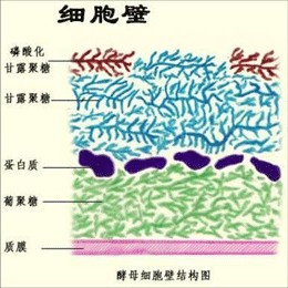 酵母細胞壁廠家