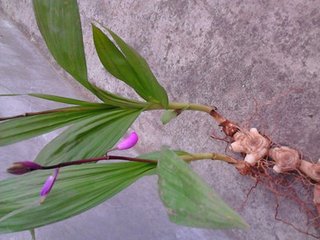 上海贵州金茂生物白芨——知名白芨供应商推荐