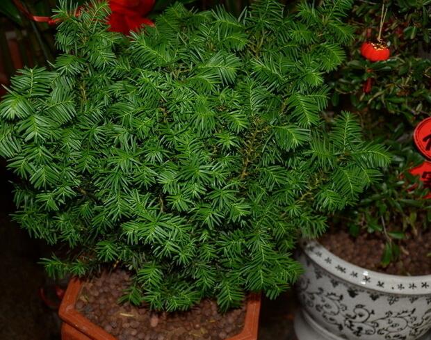 貴陽紅豆杉種植基地買價格|中國紅豆杉銷售